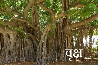 Tree Information In Hindi