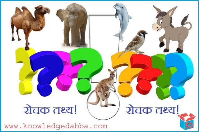 Amazing Facts About Animals In Hindi | जानवरों के 30 रोचक तथ्य - Knowledge  Dabba