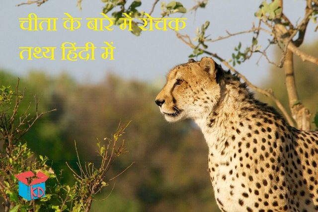 Information About Cheetah In Hindi
