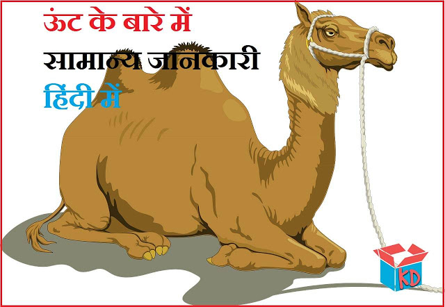 Camel Information In Hindi