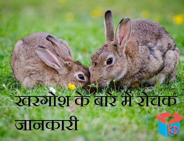 Information About Rabbit In Hindi