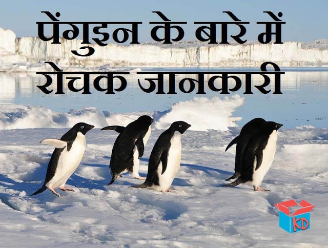 information about penguin in hindi