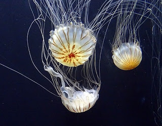 jellyfish amazing facts in hindi