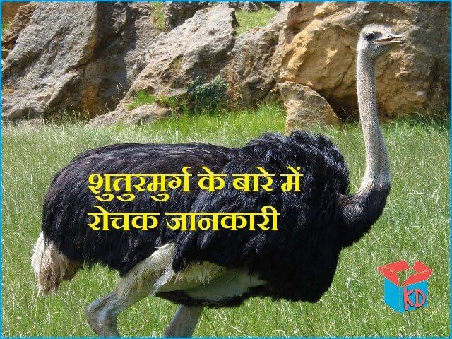 Information about ostrich in hindi