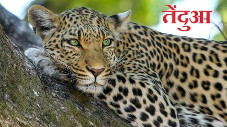 About Leopard In Hindi