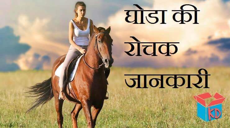 Information About Horse In Hindi