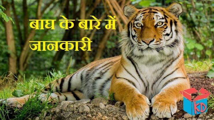 बाघ के बारे में जानकारी Information About Tiger In Hindi - Knowledge Dabba