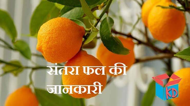 Orange Fruit In Hindi