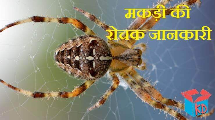 Spider In Hindi