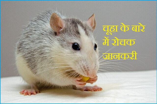 चूहा के बारे में जानकरी Essay and Information About Rat In Hindi -  Knowledge Dabba