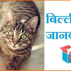 information about cat in hindi