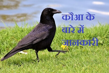 information about crow in hindi