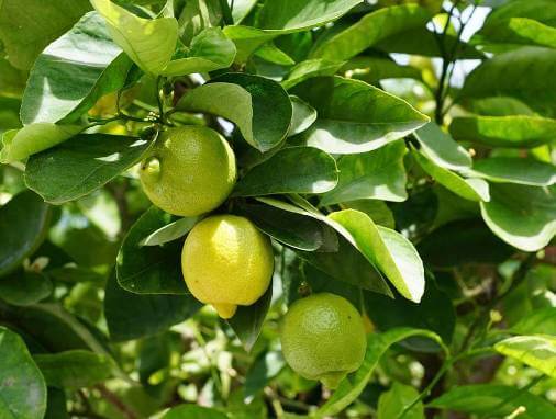 lemon tree in hindi