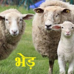 sheep information in hindi