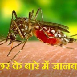 Mosquito In Hindi