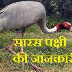 Crane Bird In Hindi