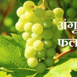 Grapes Information In Hindi