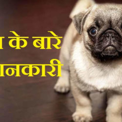 Information About Dog In Hindi