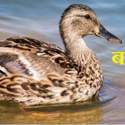 Information About Duck In Hindi
