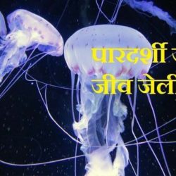 Jellyfish In Hindi