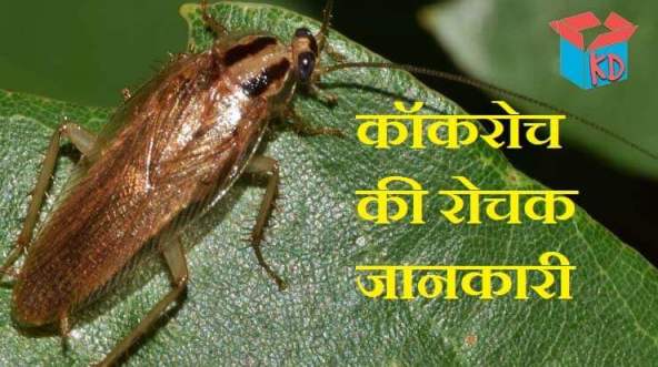 Cockroach Information In Hindi