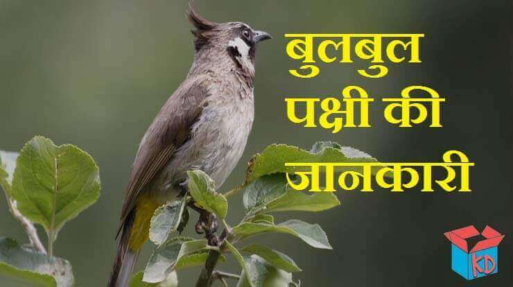 Information About Bulbul In Hindi