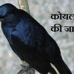 About Cuckoo In Hindi