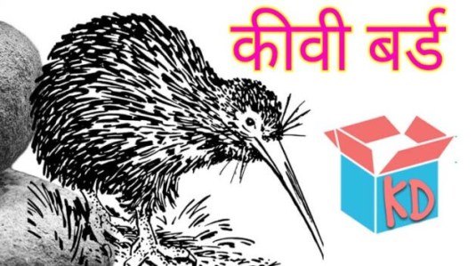 Information About Kiwi Bird In Hindi