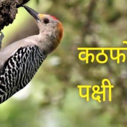 Information About Woodpecker In Hindi