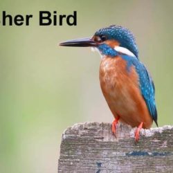 Kingfisher Bird Information In Hindi