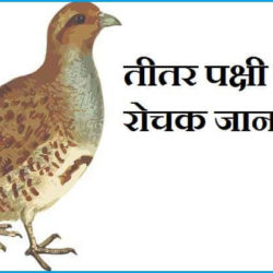 Teetar Bird Information In Hindi