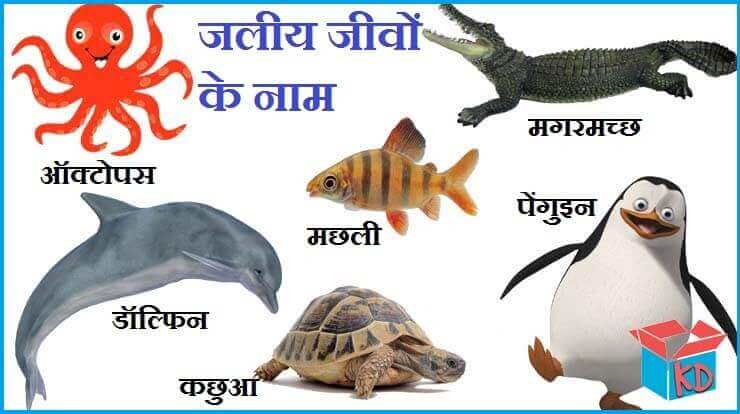 जलीय जीवों के नाम | Water Animals Name In Hindi - Knowledge Dabba