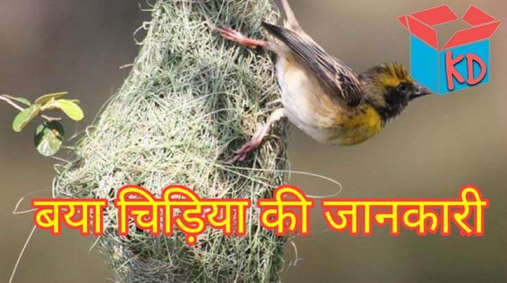 Weaver Bird Information In Hindi
