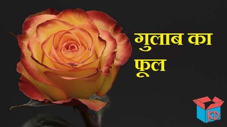 Information About Rose In Hindi