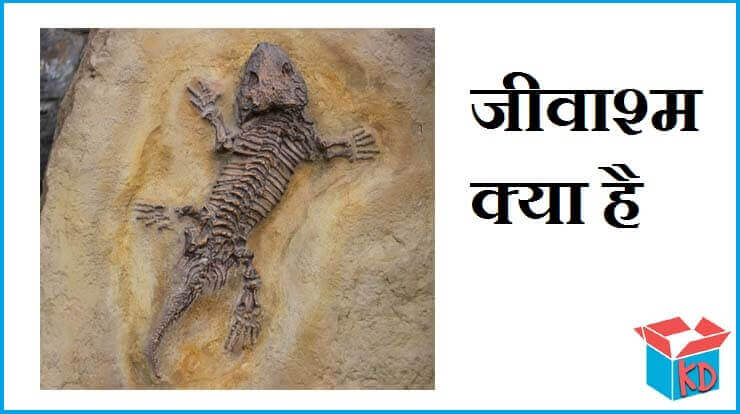 What Is Fossil In Hindi