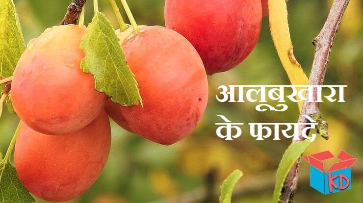 Plum Fruit In Hindi