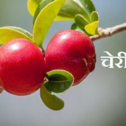 Cherry Fruit In Hindi