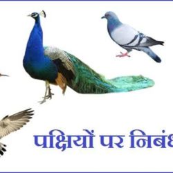 Essay On Birds In Hindi