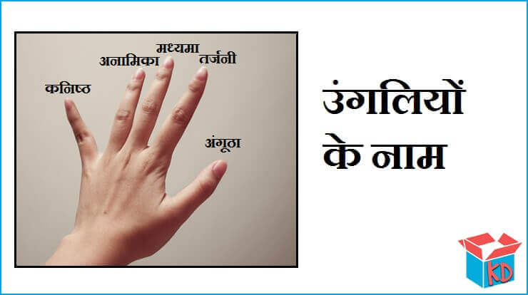 Fingers Name In Hindi