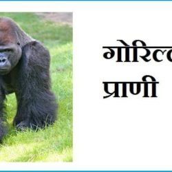 Gorilla Information In Hindi