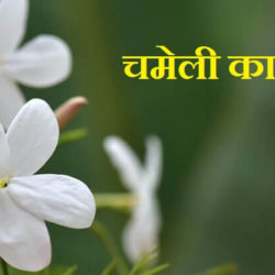 Jasmine Flower Information In Hindi