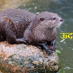 Otter In Hindi