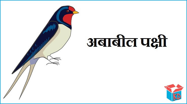 Swallow Bird Information In Hindi