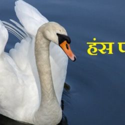 Swan Information In Hindi