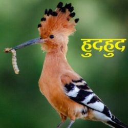 Hudhud Bird In Hindi