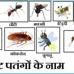 Insects Name In Hindi