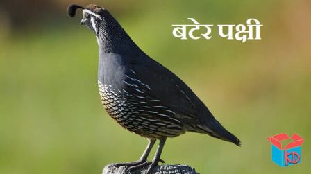 Quail Bird In Hindi