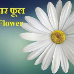 Daisy Flower In Hindi