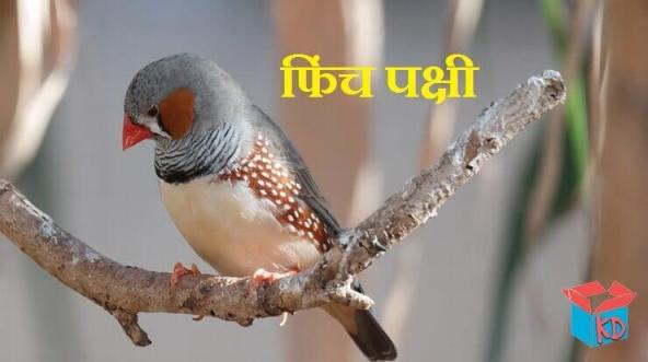 Finch Bird Information In Hindi