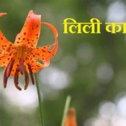 Lily Flower Information In Hindi